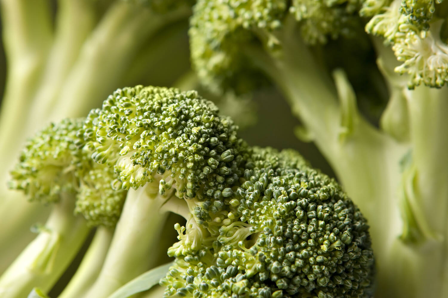 Broccoli roosjes 15-30mm 1kg stuk 3